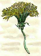 Dandelion%20Flower.jpg (7707 bytes)