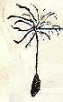 Dandelion_Seed.jpg (2981 bytes)