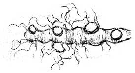 Rhizome.jpg (10670 bytes)