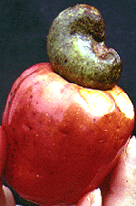 cashew1b.gif (23703 bytes)