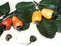 cashewapple.jpg (11437 bytes)