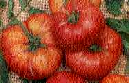 Tomatoes