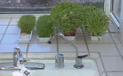 easygreensprouts.jpg (11068 bytes)